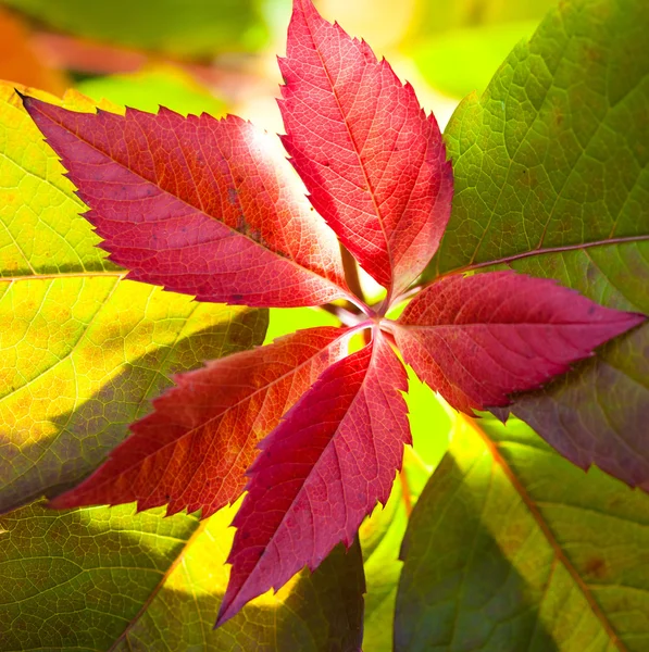 Red leave with backlight — Stock Photo, Image