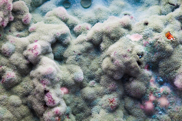 макрос рельефа плесени
