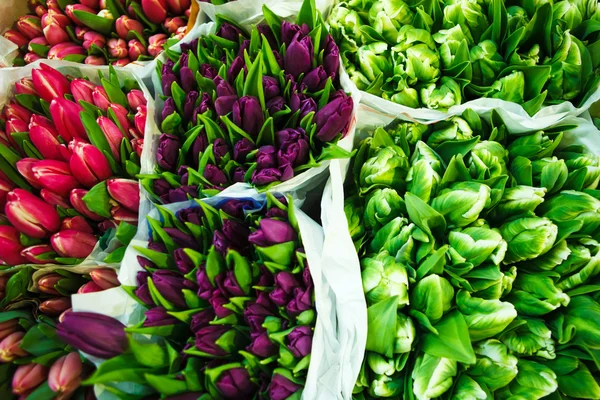 Tulipas no mercado grossista de flores — Fotografia de Stock