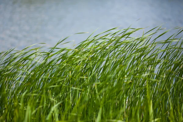 Gröna rusa mot vatten bakgrund — Stockfoto