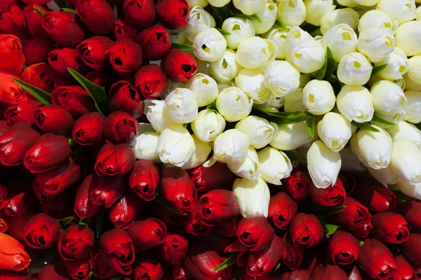 Red and white tulips backround — Stock Photo, Image