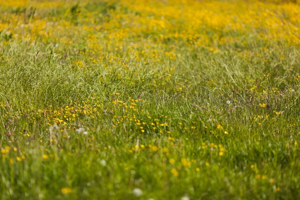 Sarı alan çiçekli yeşil çayır