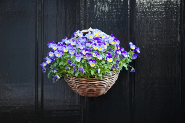 Flores pansy violeta colgando en la olla — Foto de Stock