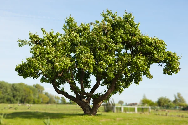 Tree on the field against blue sky background — 图库照片