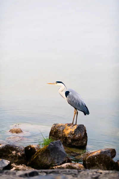 Heron bird on a stone against water background — Zdjęcie stockowe