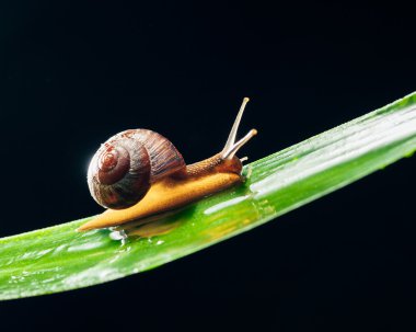 salyangoz yaprak siyah arka plan üzerinde