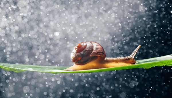 Caracol com partículas de água bokeh como fundo — Fotografia de Stock