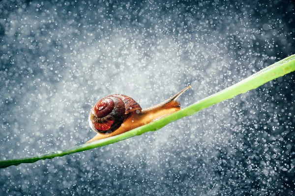 Caracol com partículas de água bokeh como fundo — Fotografia de Stock