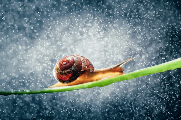 Caracol com partículas de água bokeh como fundo — Fotografia de Stock