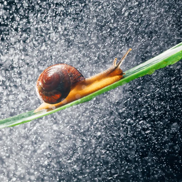 蜗牛与水颗粒散景为背景 — 图库照片