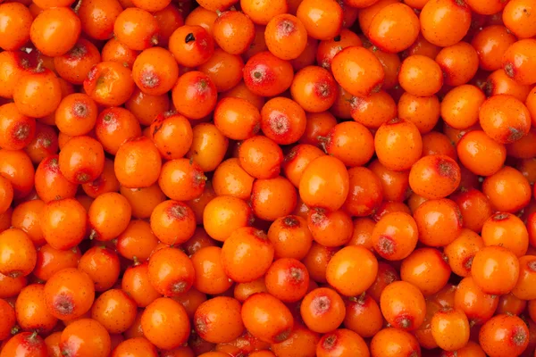 Sea buckthorn berries background — Stock Photo, Image