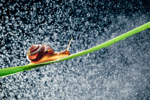 배경으로 물 입자 bokeh와 달팽이 — 스톡 사진