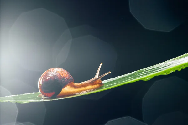 Snail on the leaf against dark bokeh background — Stock Photo, Image