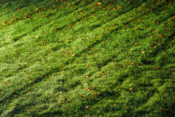 Grön gräsmatta texturerat bakgrund — Stockfoto