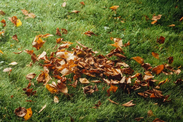 Feuilles d'automne sur la pelouse — Photo