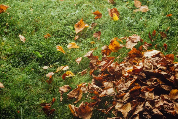 Φύλλα φθινοπώρου στο γρασίδι — Φωτογραφία Αρχείου