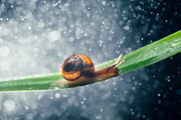 Snail with water particles bokeh as the background — Stock Photo, Image