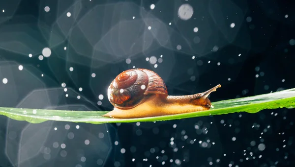 Caracol com partículas de água bokeh como fundo — Fotografia de Stock