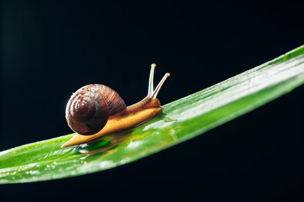 Snail on the leaf against black background — Stock Photo, Image