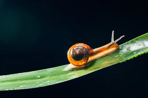 Snail on the leaf against black background — Stock Photo, Image
