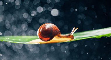 salyangoz su parçacıkları bokeh arka planla ile