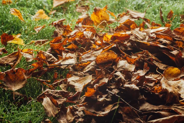 잔디밭에 있는 가을 잎 — 스톡 사진