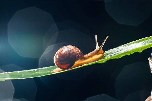 Escargot sur la feuille sur fond de bokeh foncé — Photo