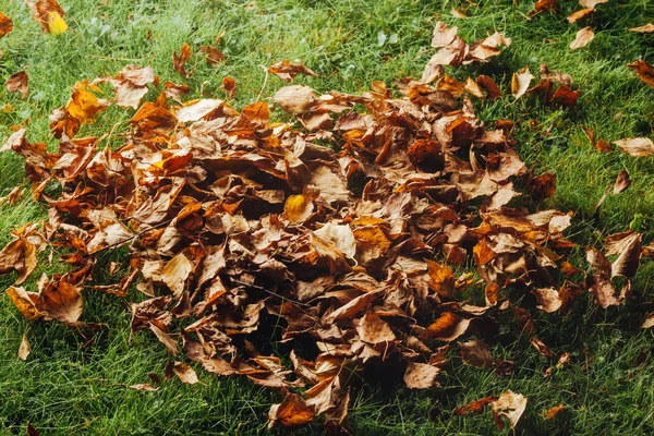 Autumn leaves on the lawn — Stock Photo, Image