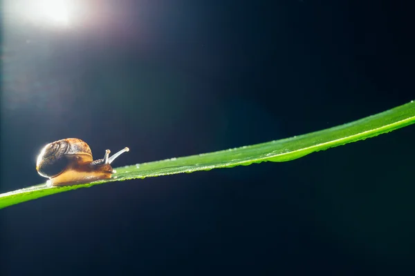 Snail on the leaf against black background — Stock Photo, Image