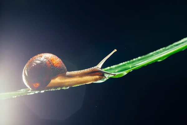 Escargot sur la feuille sur fond sombre — Photo