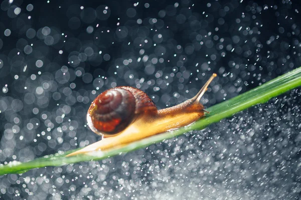 蜗牛与水颗粒散景为背景 — 图库照片