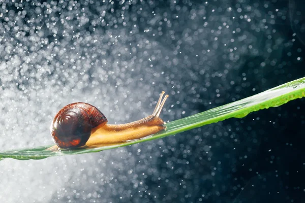 Escargot avec des particules d'eau bokeh comme fond — Photo