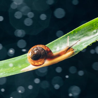 salyangoz su parçacıkları bokeh arka planla ile