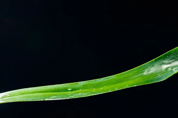Grönt blad blad isolerade på svart — Stockfoto