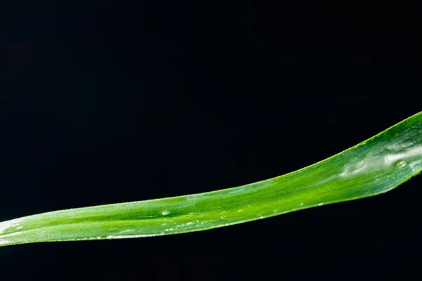 Lame de feuille verte isolée sur noir — Photo