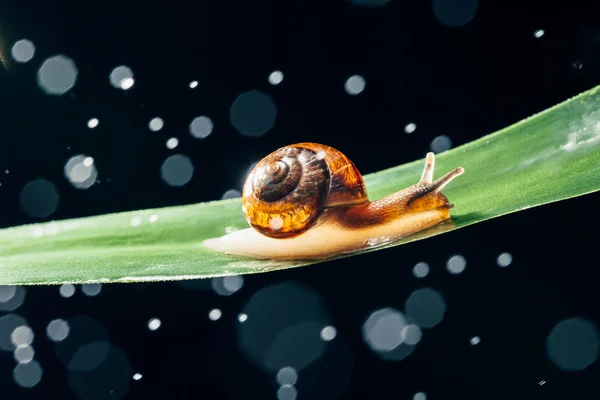 Snail on the leaf with bokeh particles — Stock Photo, Image