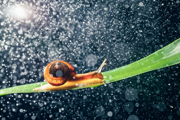 Caracol com partículas de água bokeh como fundo — Fotografia de Stock