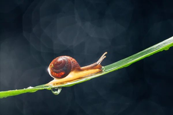蜗牛在背景暗景叶 — 图库照片