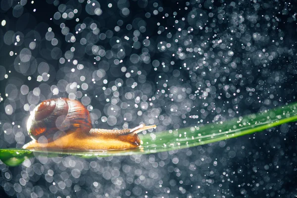 Ślimak z bokeh cząsteczki wody jako tło — Zdjęcie stockowe