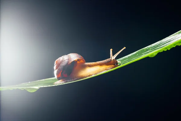 Snail on the leaf against dark background — Stock Photo, Image