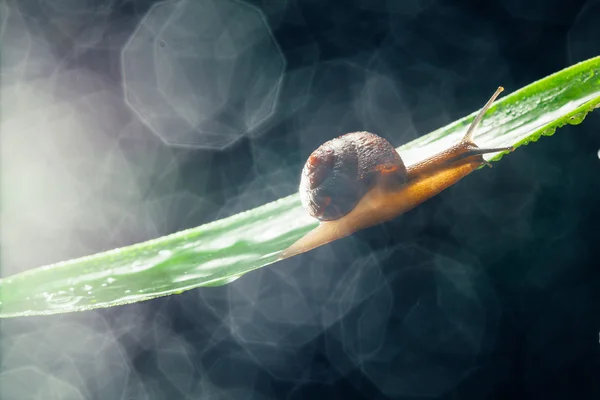 snail with water particles bokeh as the background