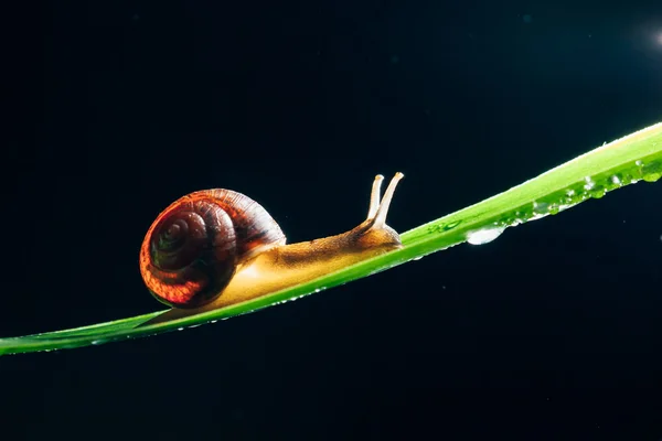 在黑色背景叶子上的蜗牛 — 图库照片