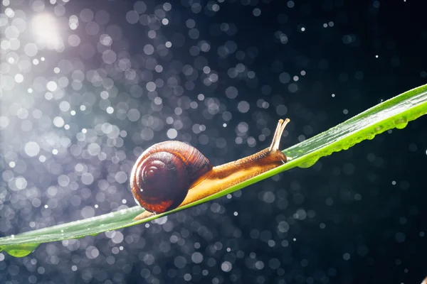 Caracol com partículas de água bokeh como fundo — Fotografia de Stock