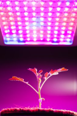 Genç domates bitki Led grow ışık altında