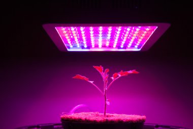 Genç domates bitki Led grow ışık altında