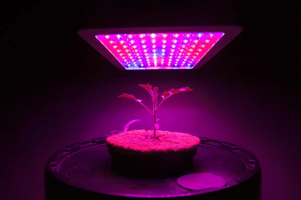 Planta de tomate jovem sob LED crescer luz — Fotografia de Stock