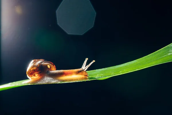 Snail on the leaf against black background — Stock Photo, Image