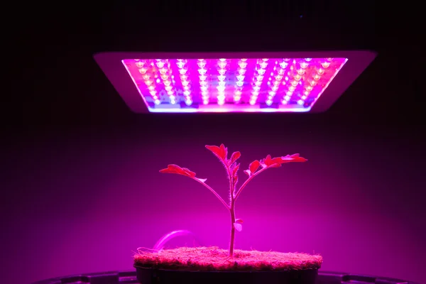 Planta de tomate jovem sob LED crescer luz — Fotografia de Stock