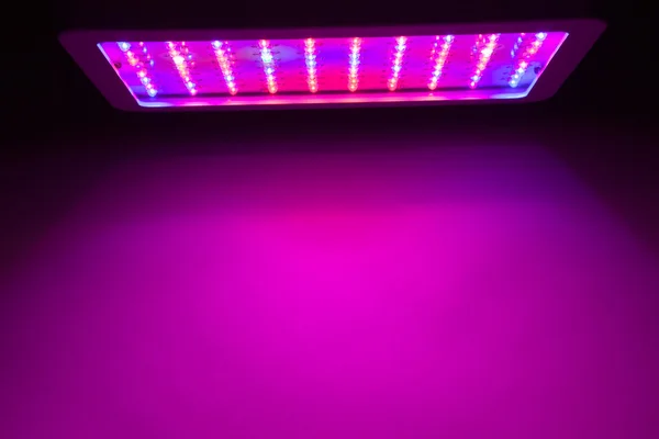 LED grow ışık — Stok fotoğraf