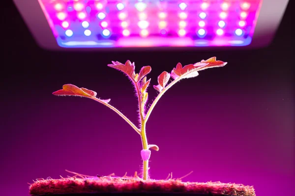 Planta de tomate jovem sob LED crescer luz — Fotografia de Stock